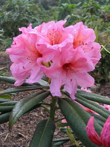 griersonianum x decorum